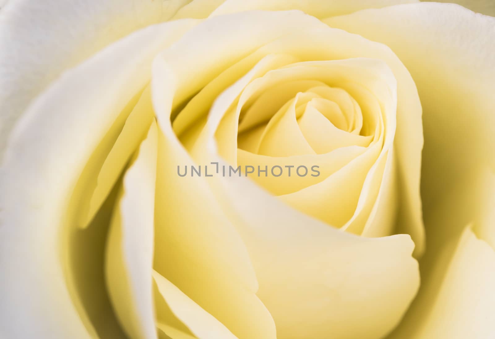 Natural tint yellow roses background, close-up.