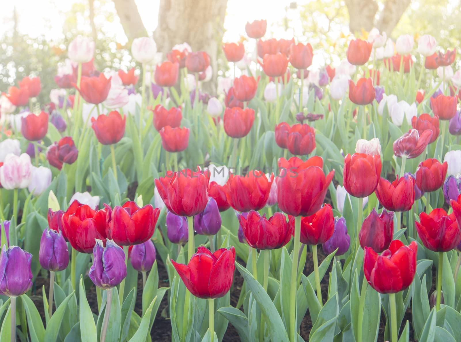 Colorful tulips in the garden with warm sunshine.