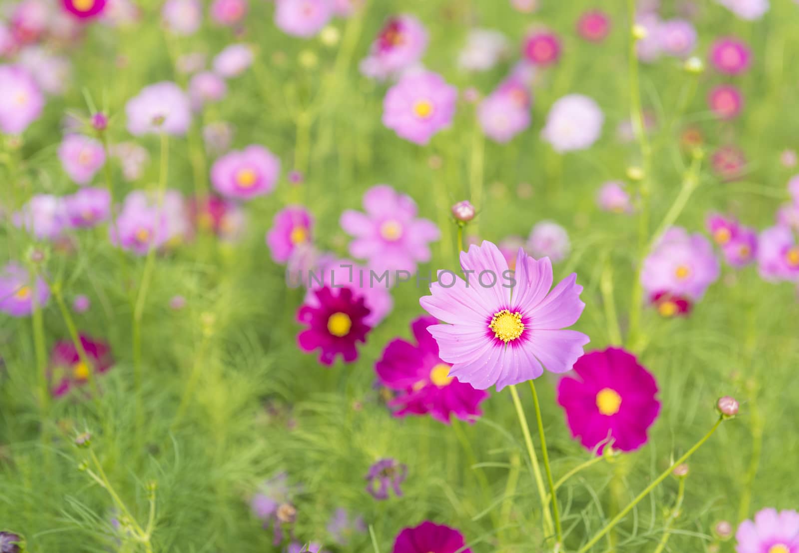 Cosmos colorful flowers in the garden with natural light.