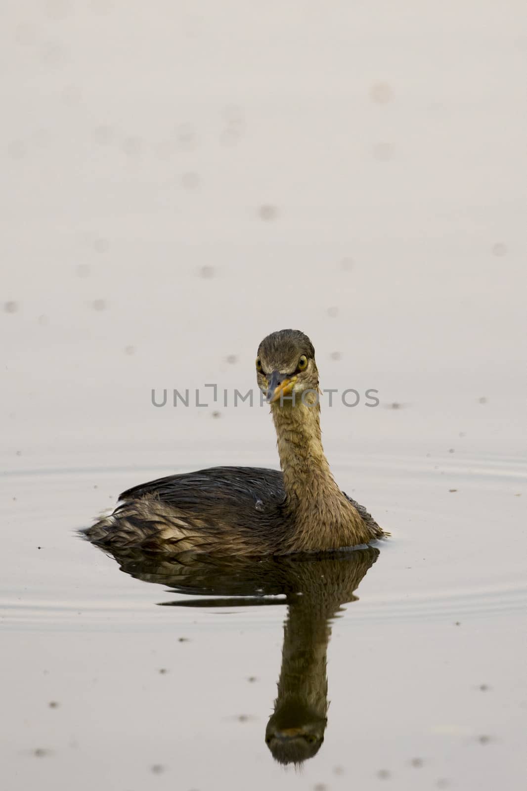 Image of little teal (Dabbling duck) Wild Animals.