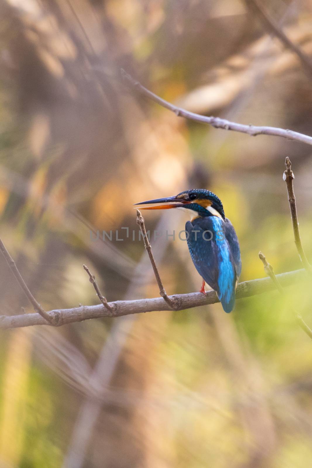 Image of bird Common Kingfisher (Alcedo atthis) perched on a branch on nature background. 
