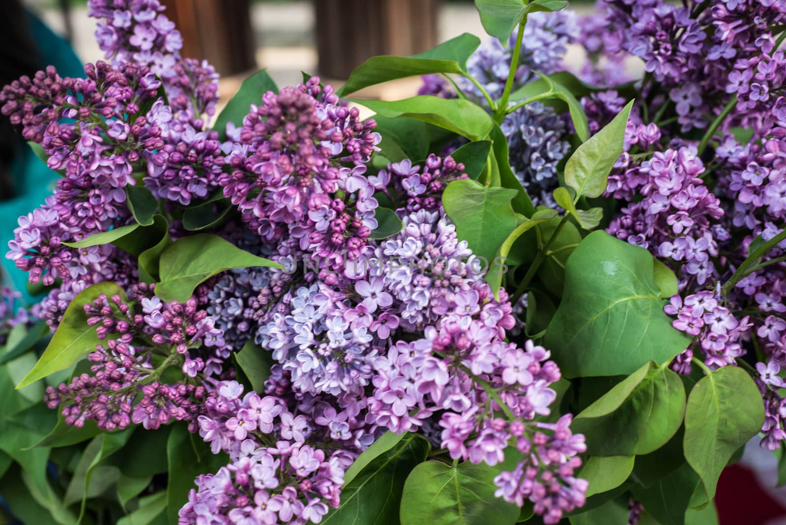 Lilac blooms