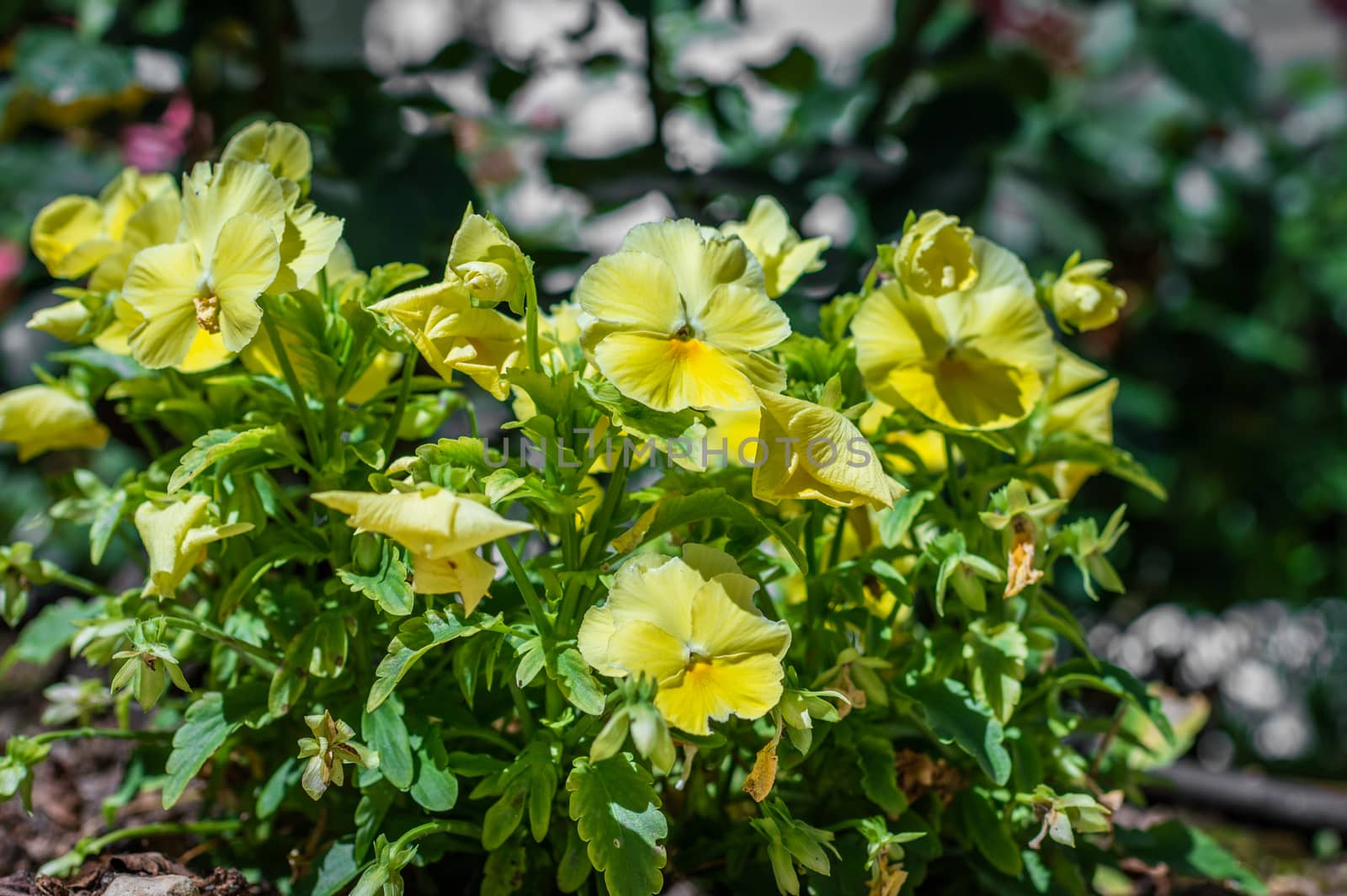 yellow flowers in the garden by okskukuruza