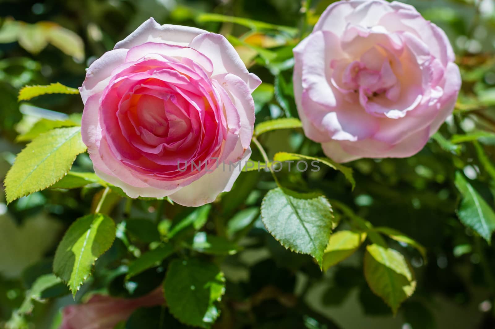 pink roses in the garden by okskukuruza