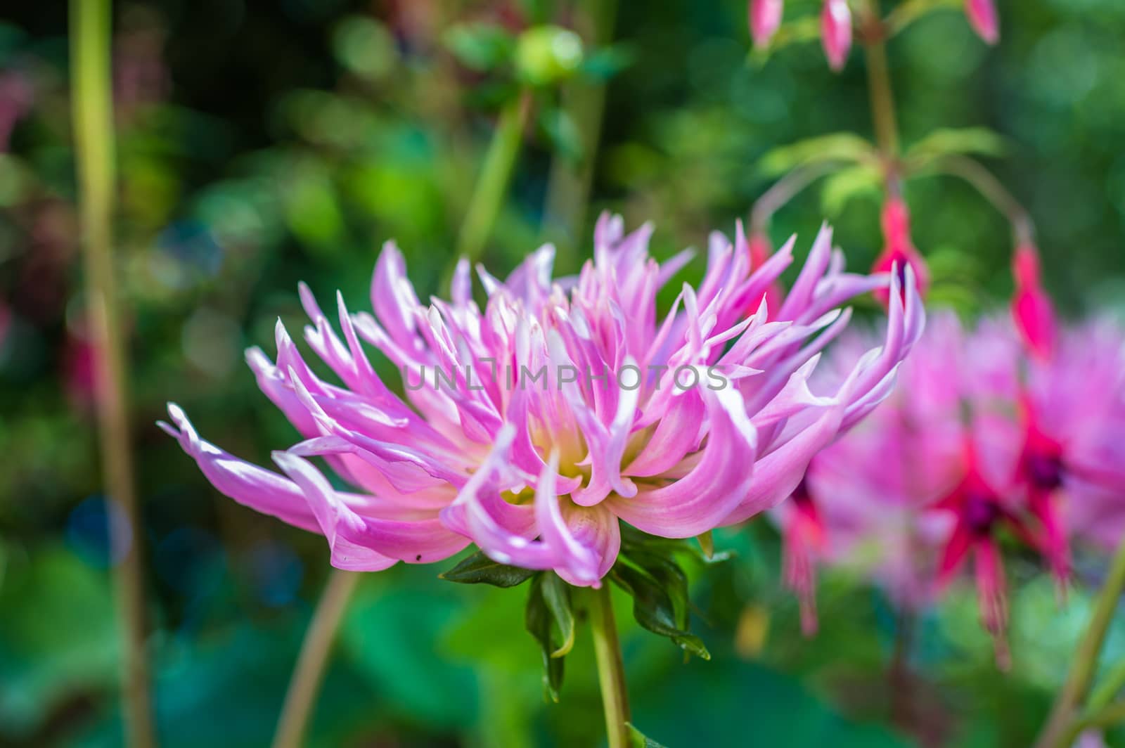 pink flower in the garden by okskukuruza