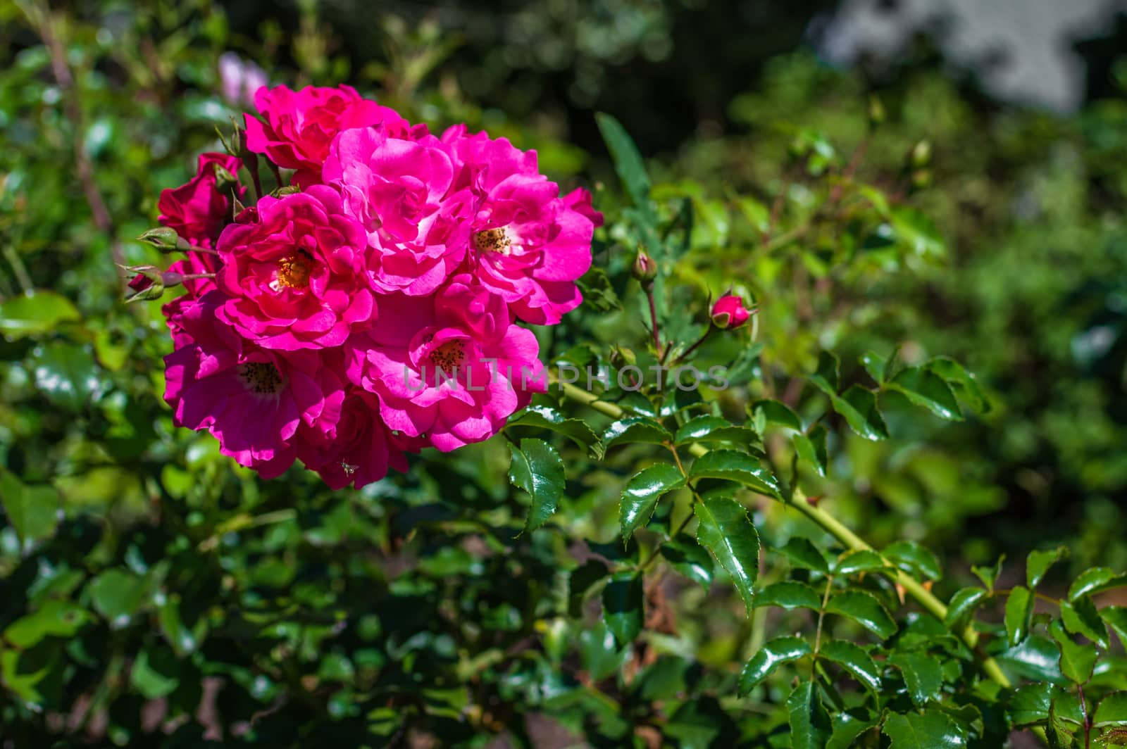 red roses in the garden by okskukuruza