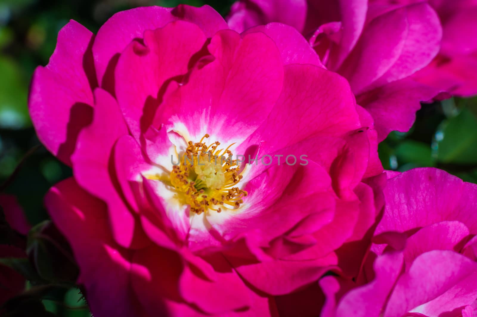 red rose in the garden by okskukuruza