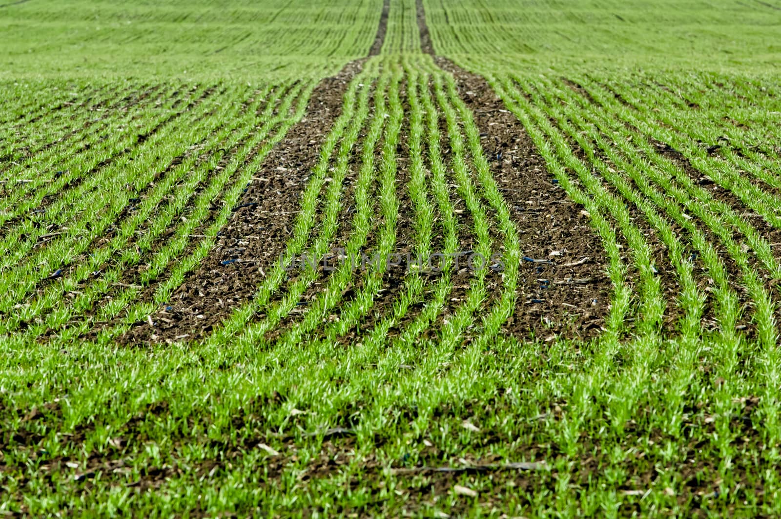 Crop of young seedlings in an agricultural field in springtime