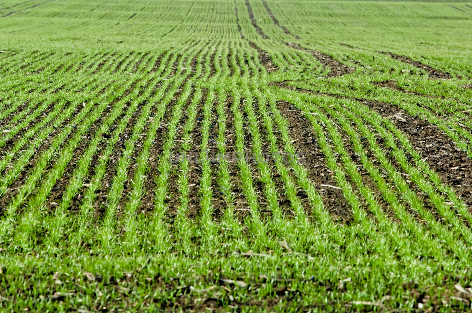 Crop of young seedlings in an agricultural field in springtime