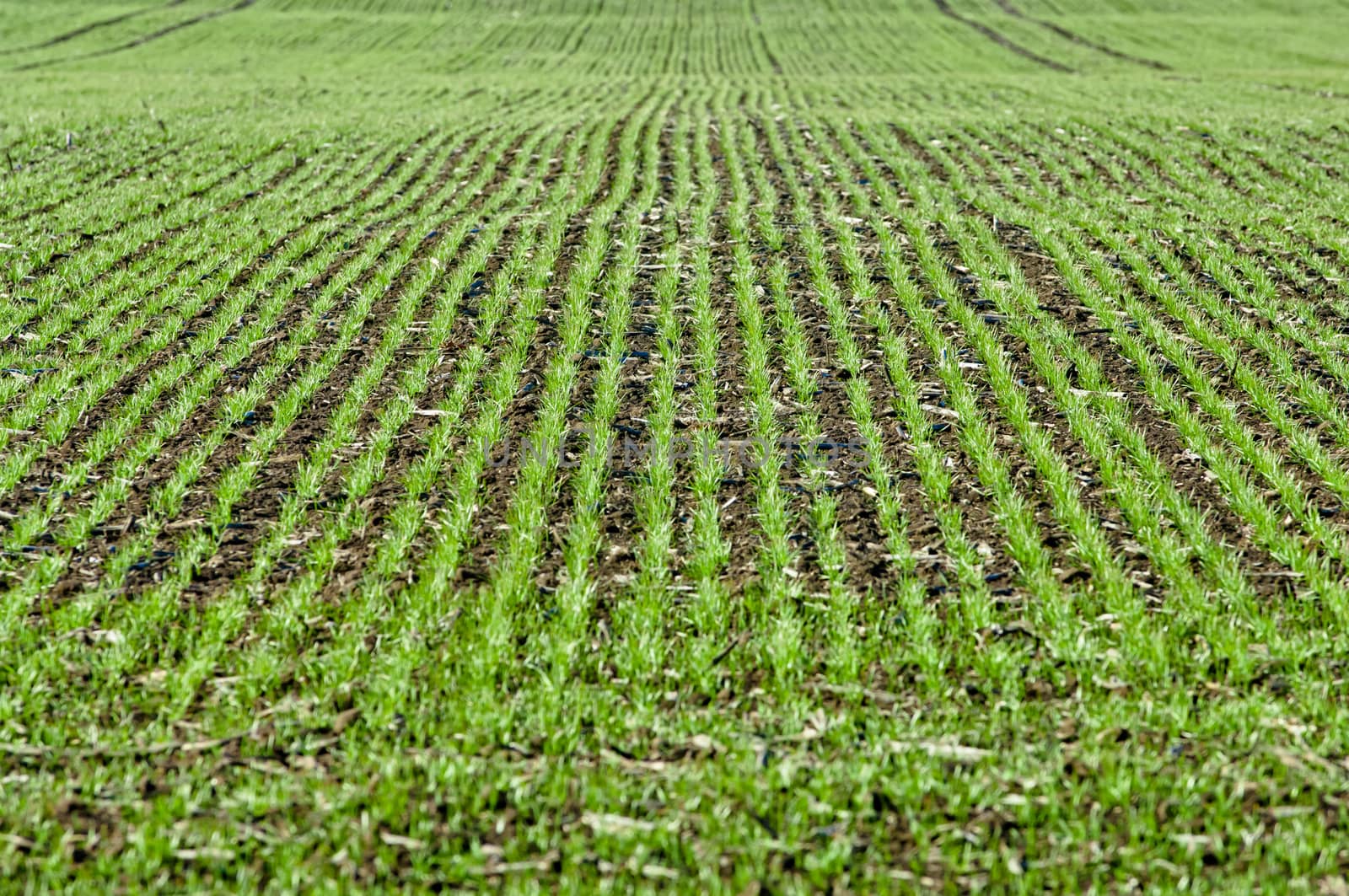 Crop of young seedlings in an agricultural field in springtime