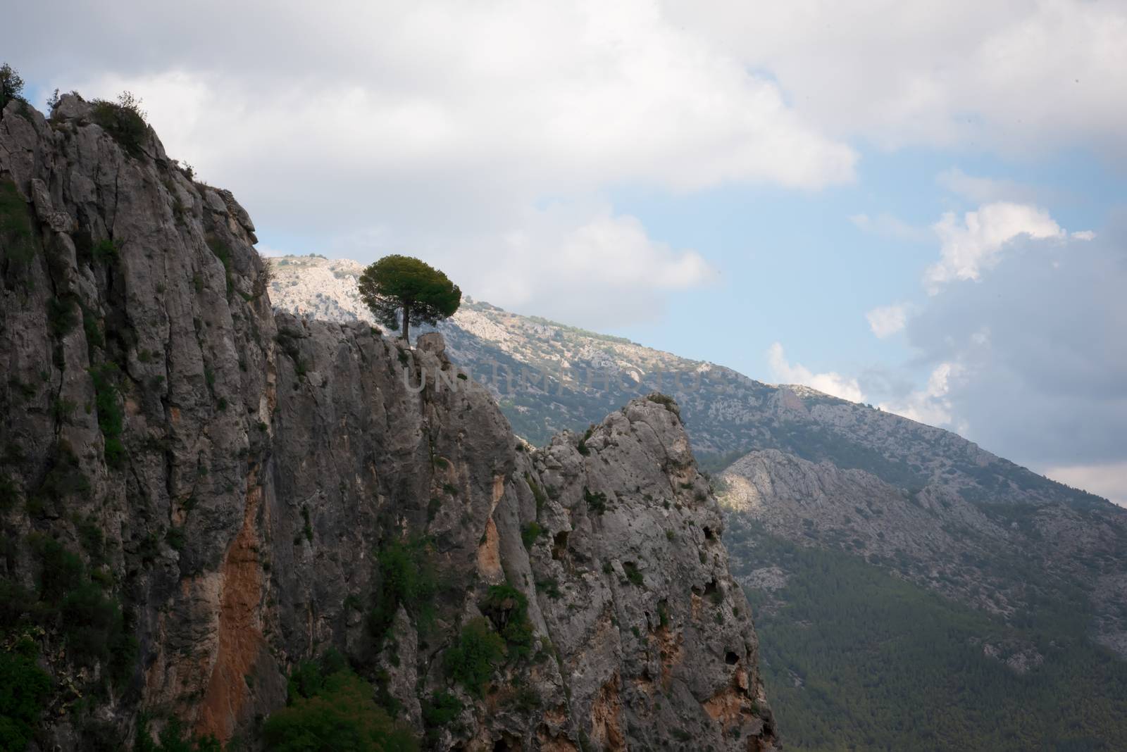 Lonely tree on top of a mountain near Guadalest in Alicante . by LarisaP