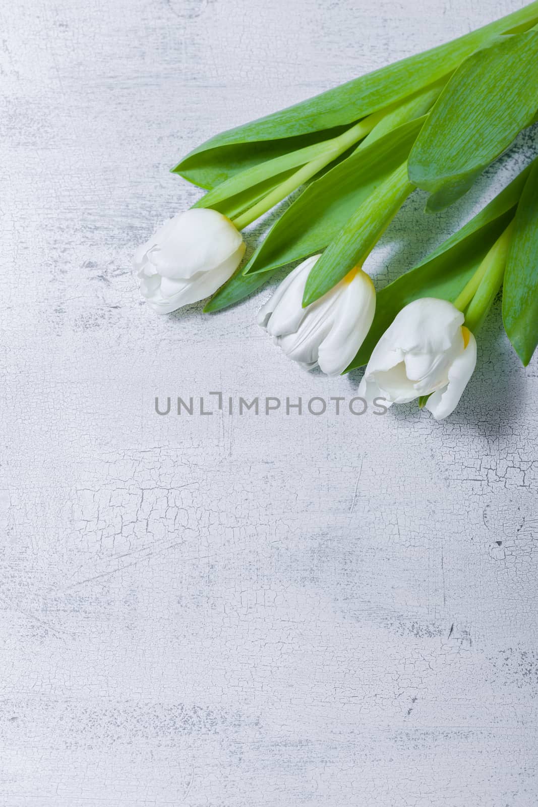 White tulips on wooden table by supercat67