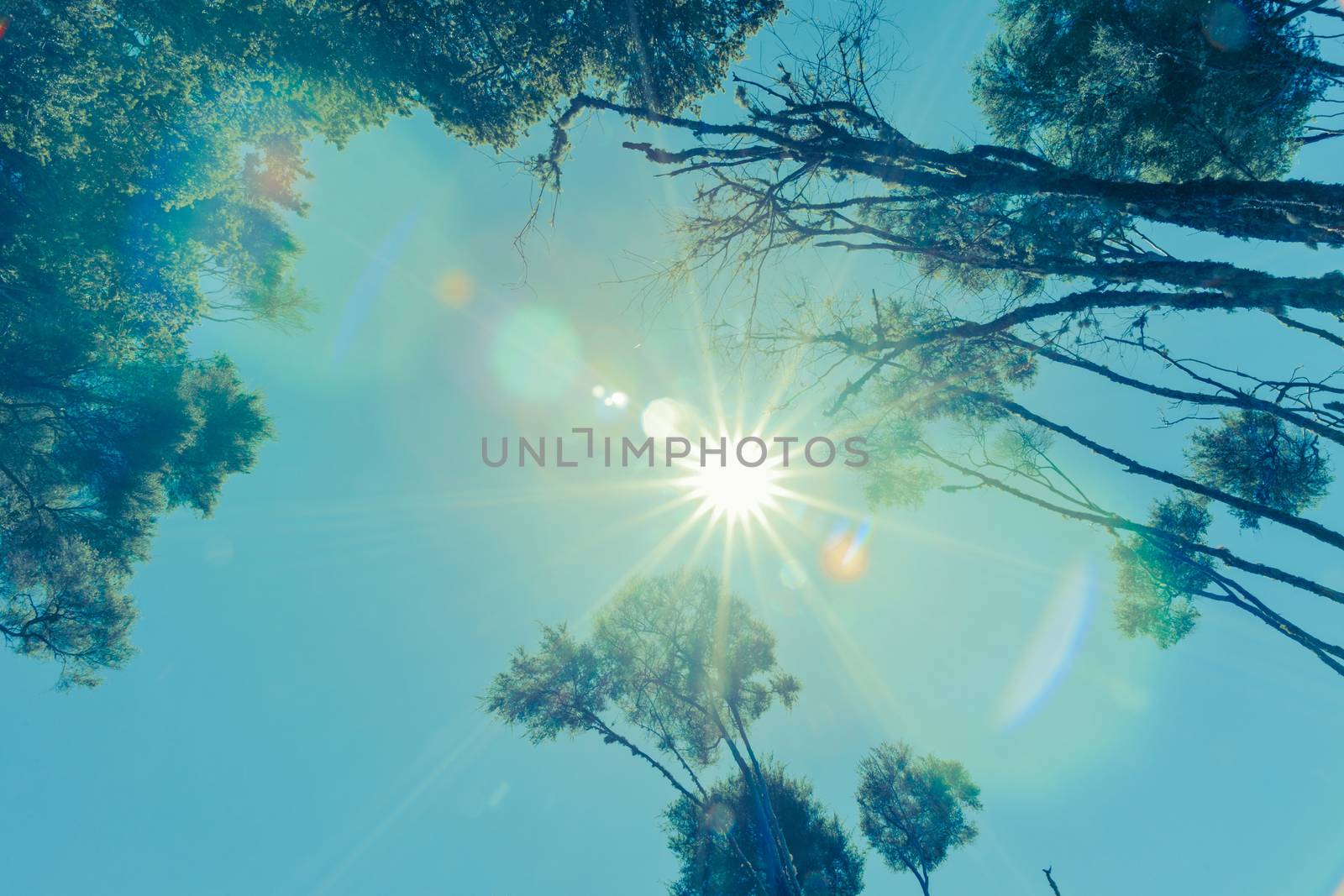 Strong lens flare retro effect in trees along walk to Rainbow Falls just out of Kerikeri on Kerikeri River in  Bay of Islands