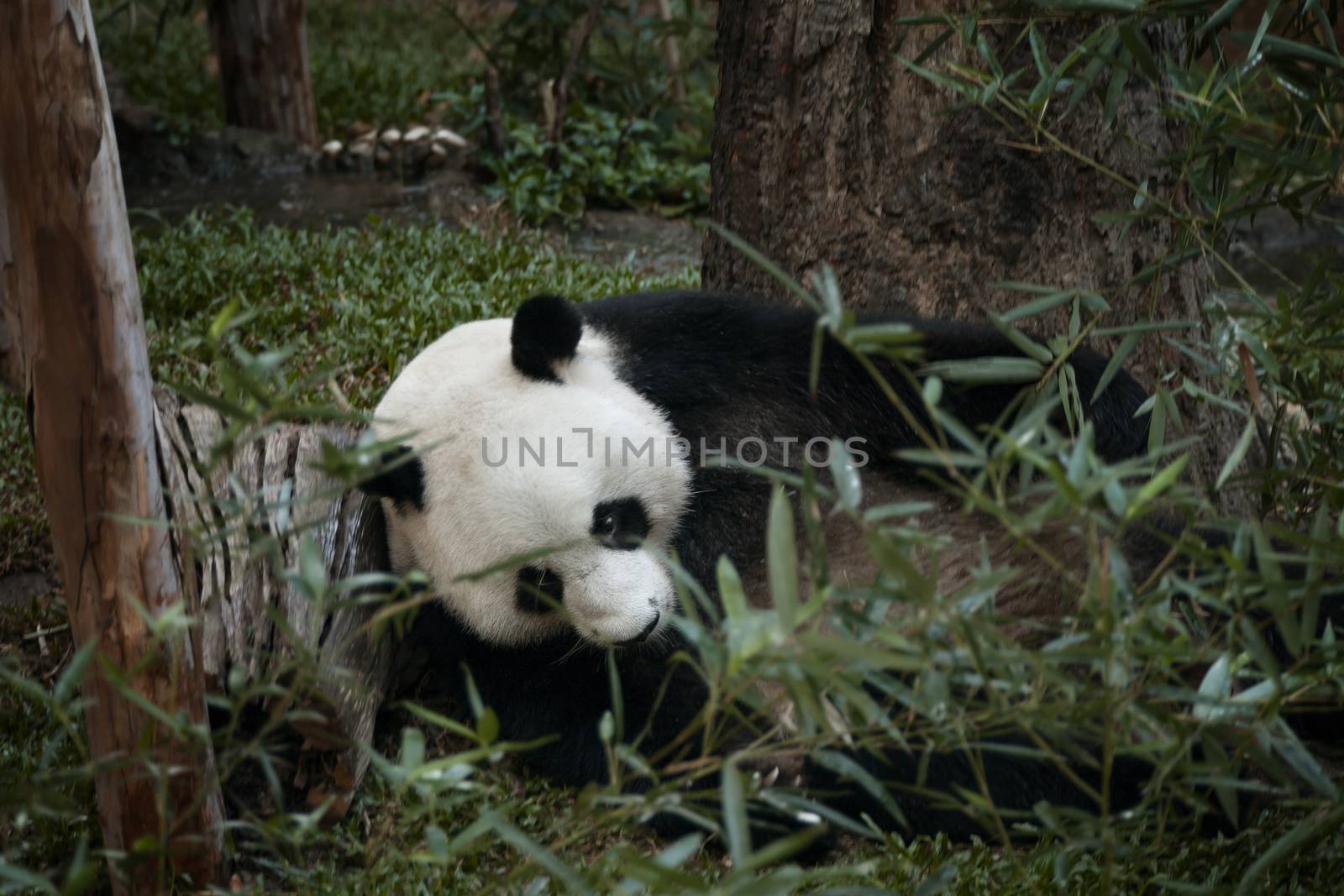 panda by ersler