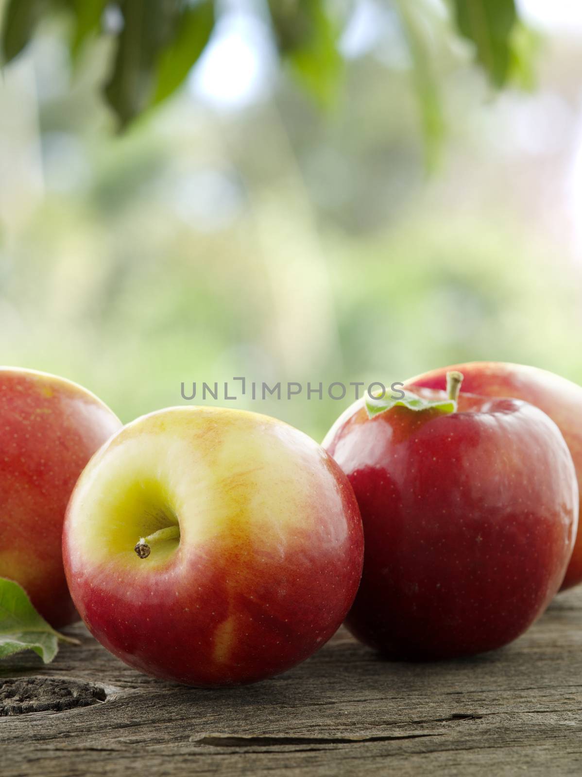 apples by ersler