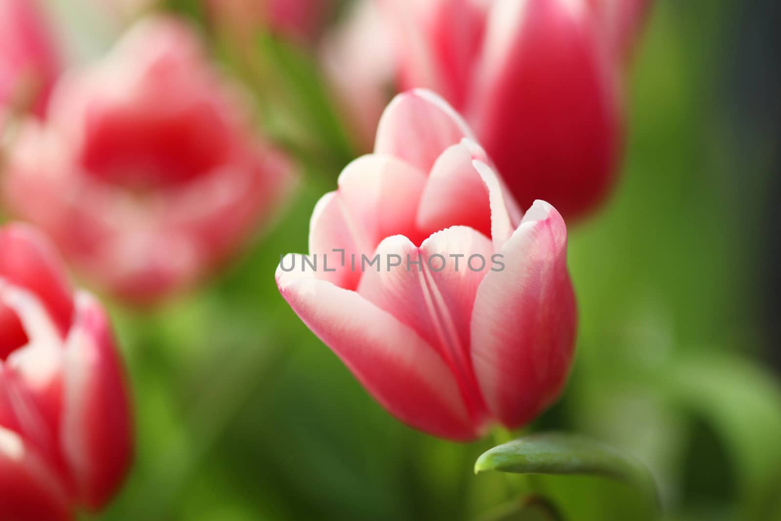 Bouquet pink tulip by brux