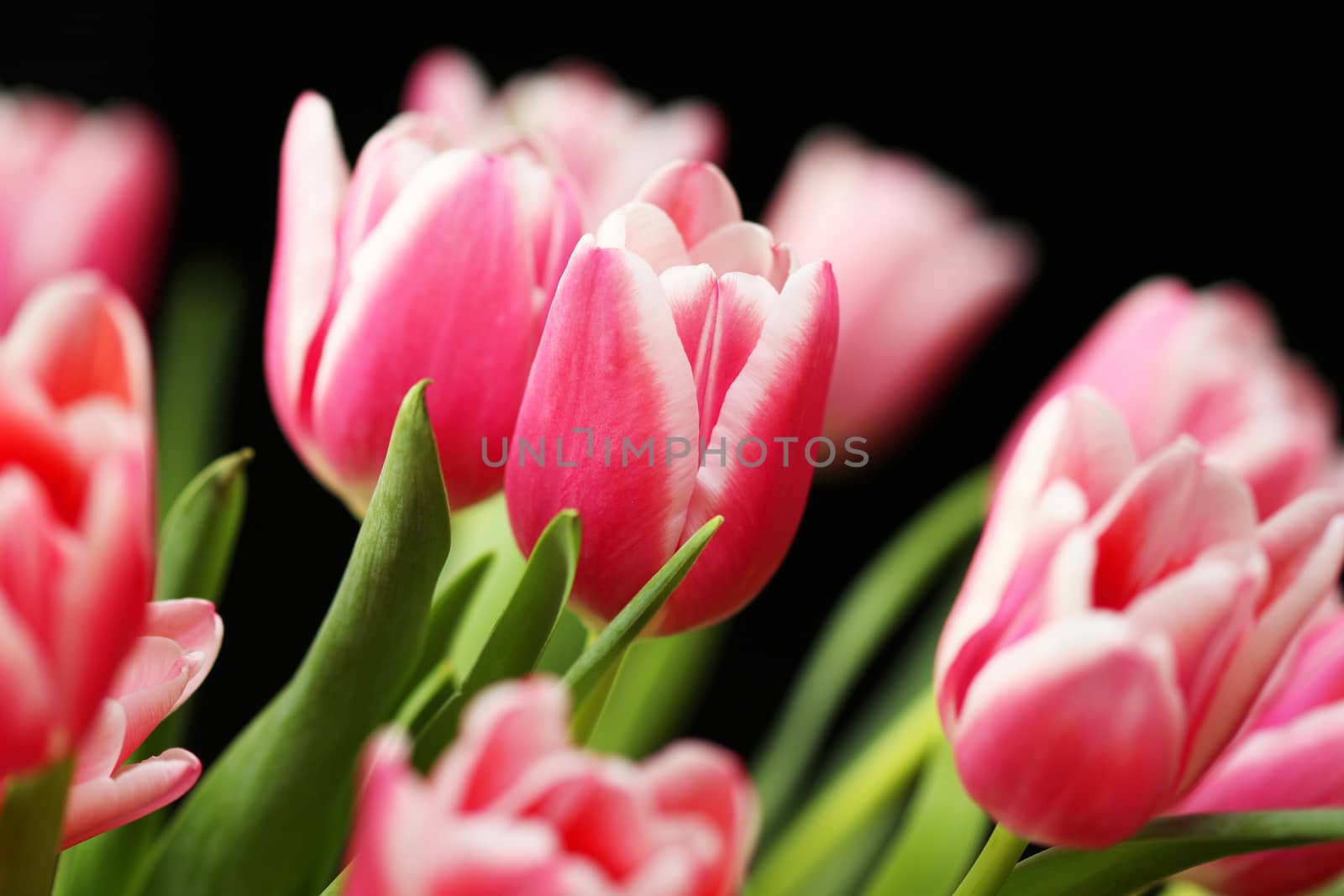 Bouquet pink tulip by brux