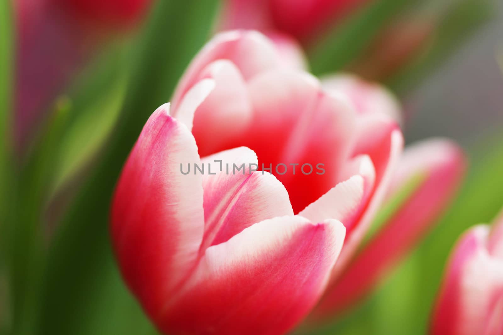 Bouquet pink tulip by brux