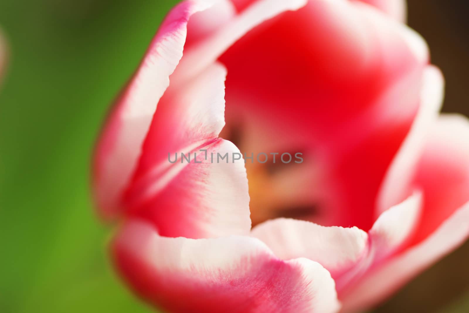 Beautiful bouquet pink tulip on dark background