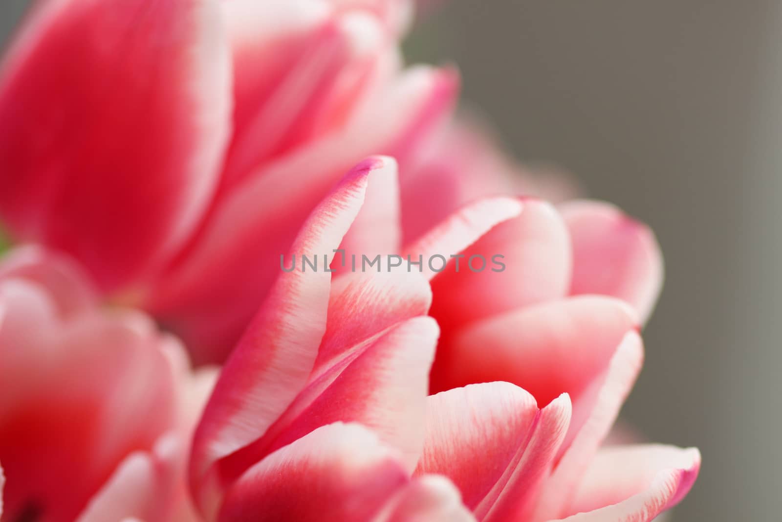 Beautiful bouquet pink tulip on dark background