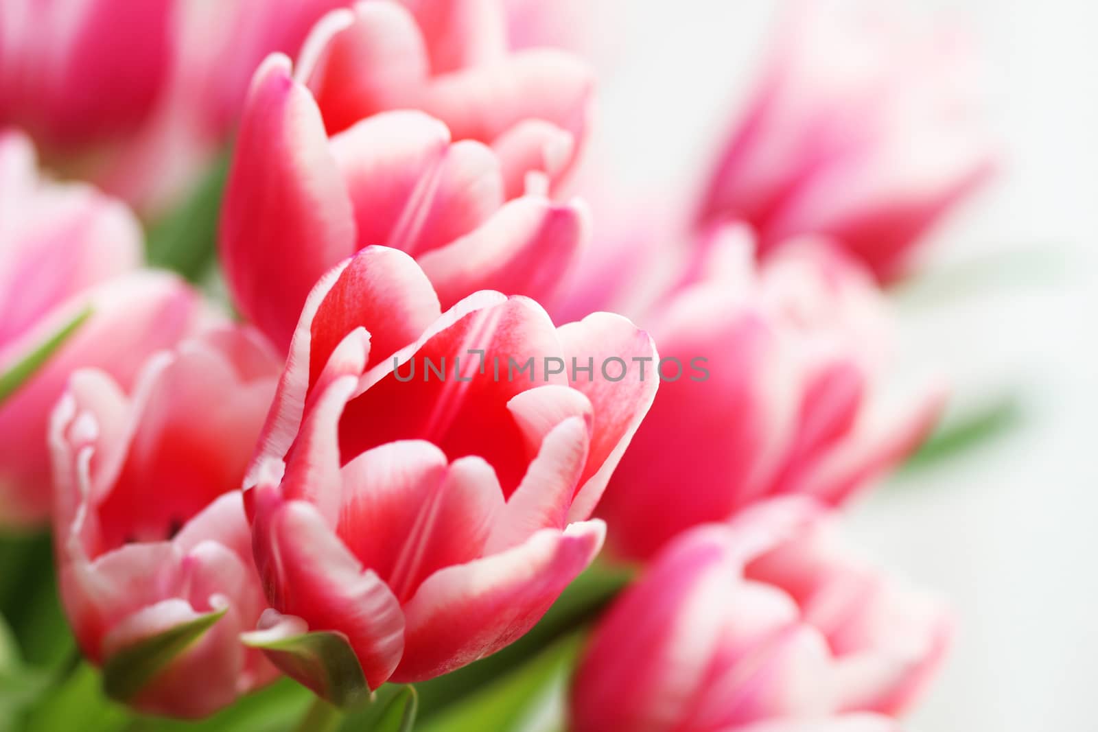 Bouquet pink tulip by brux