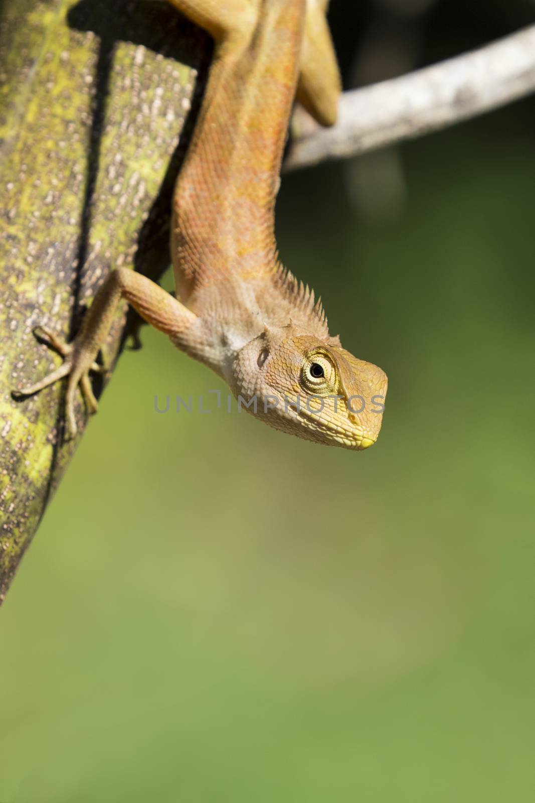 Image of chameleon on nature background. Reptile