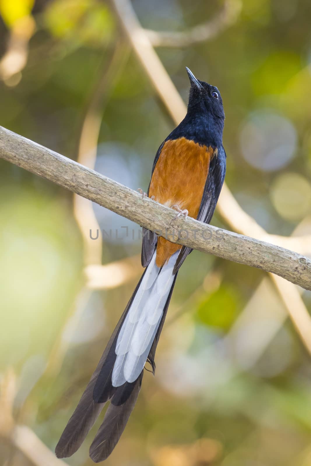 Image of bird(male) on the branch on nature background. Wild Animals.(White-rumped shama)