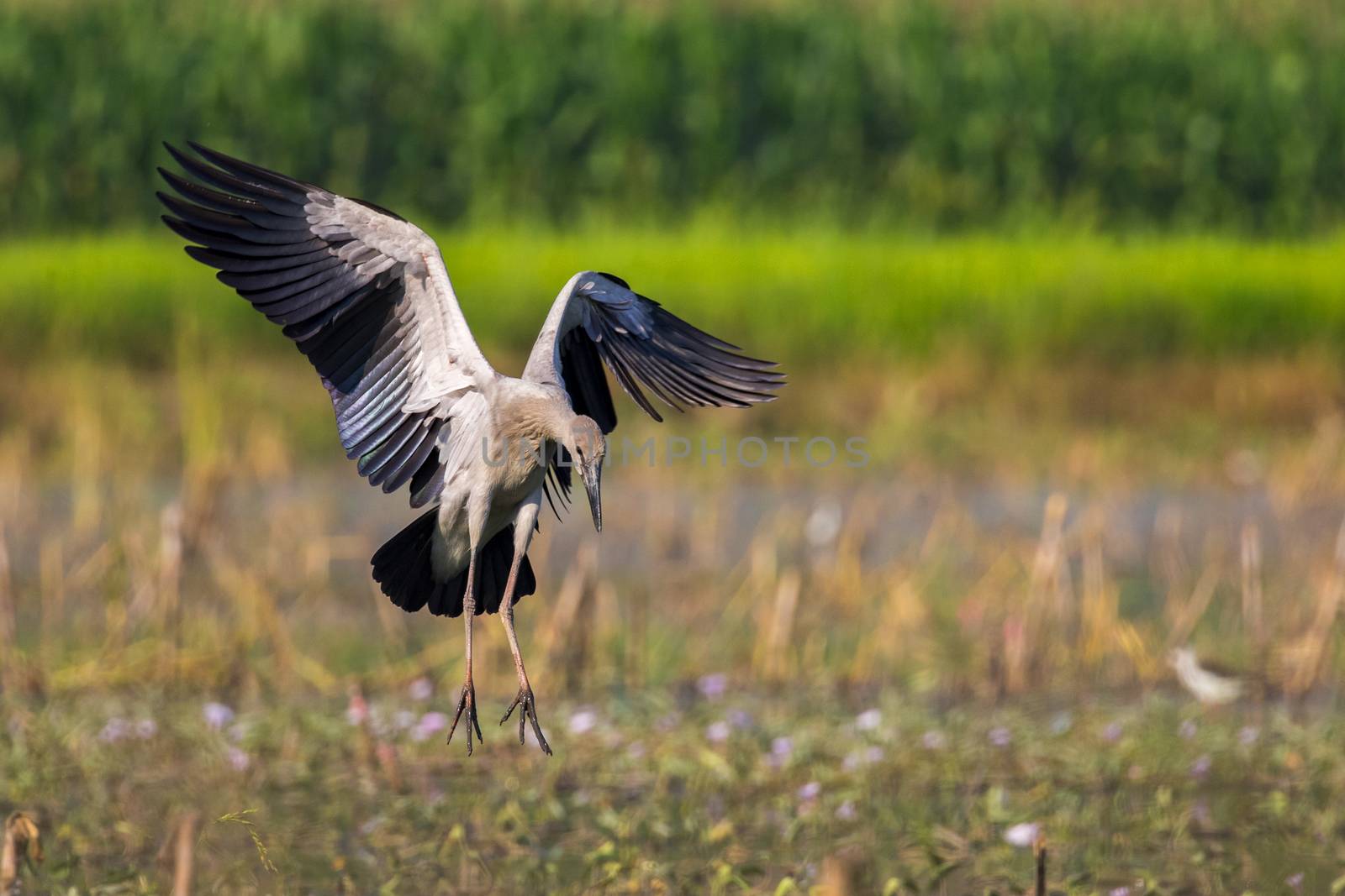 Image of asian openbill stork on nature background. Wild Animals by yod67