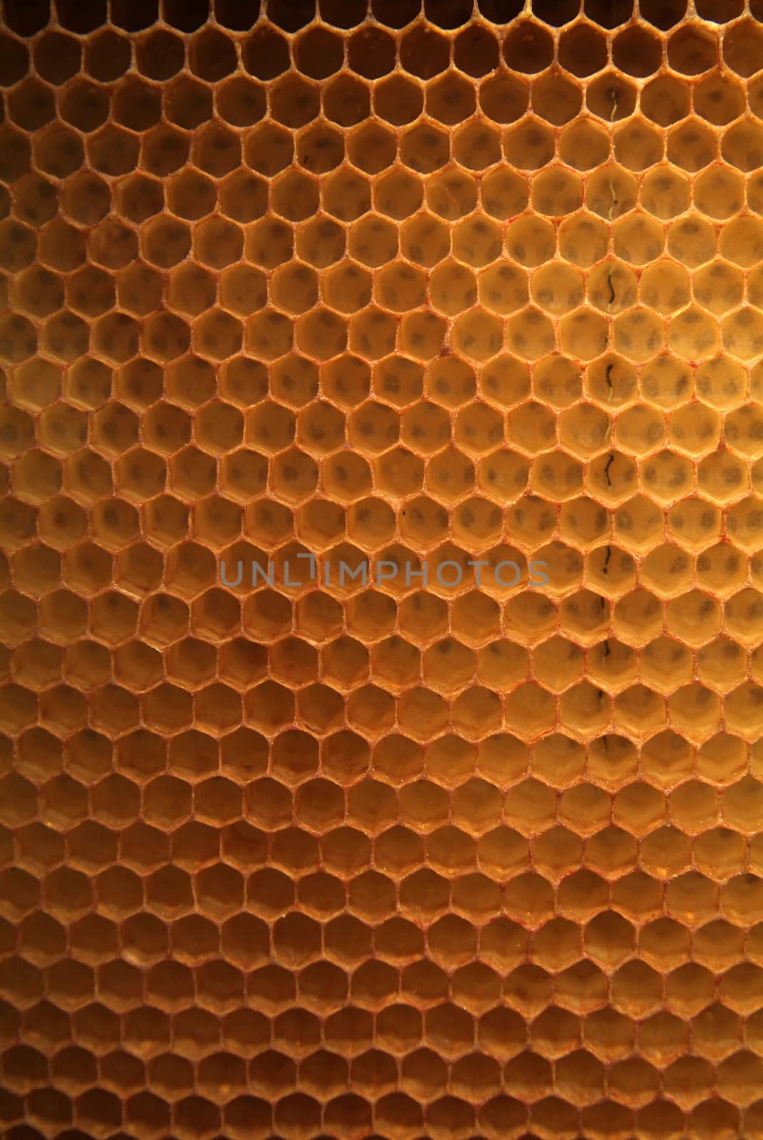 fresh honey in comb texture by romeocharly