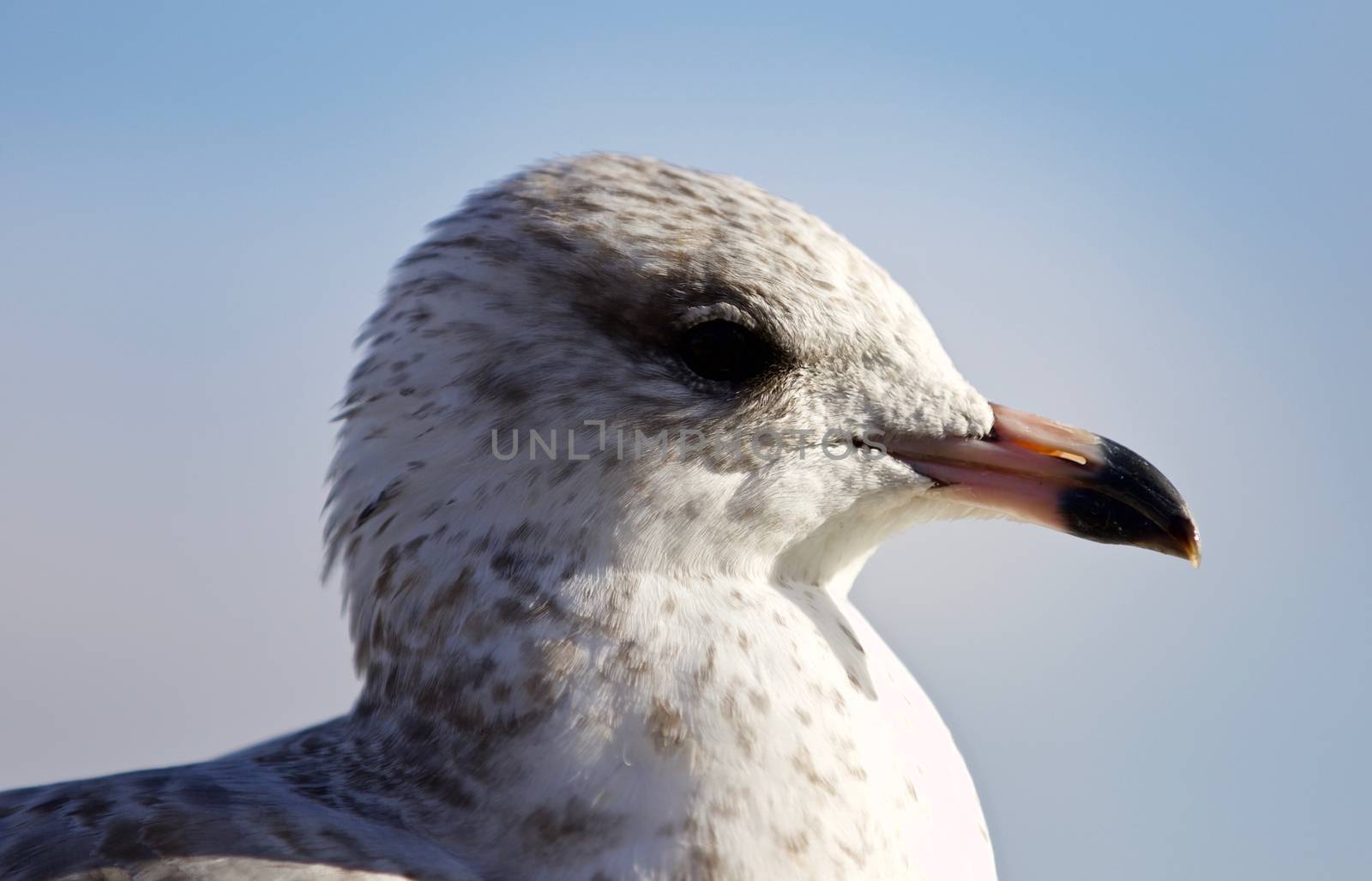 Amazing isolated image of a cute gull by teo