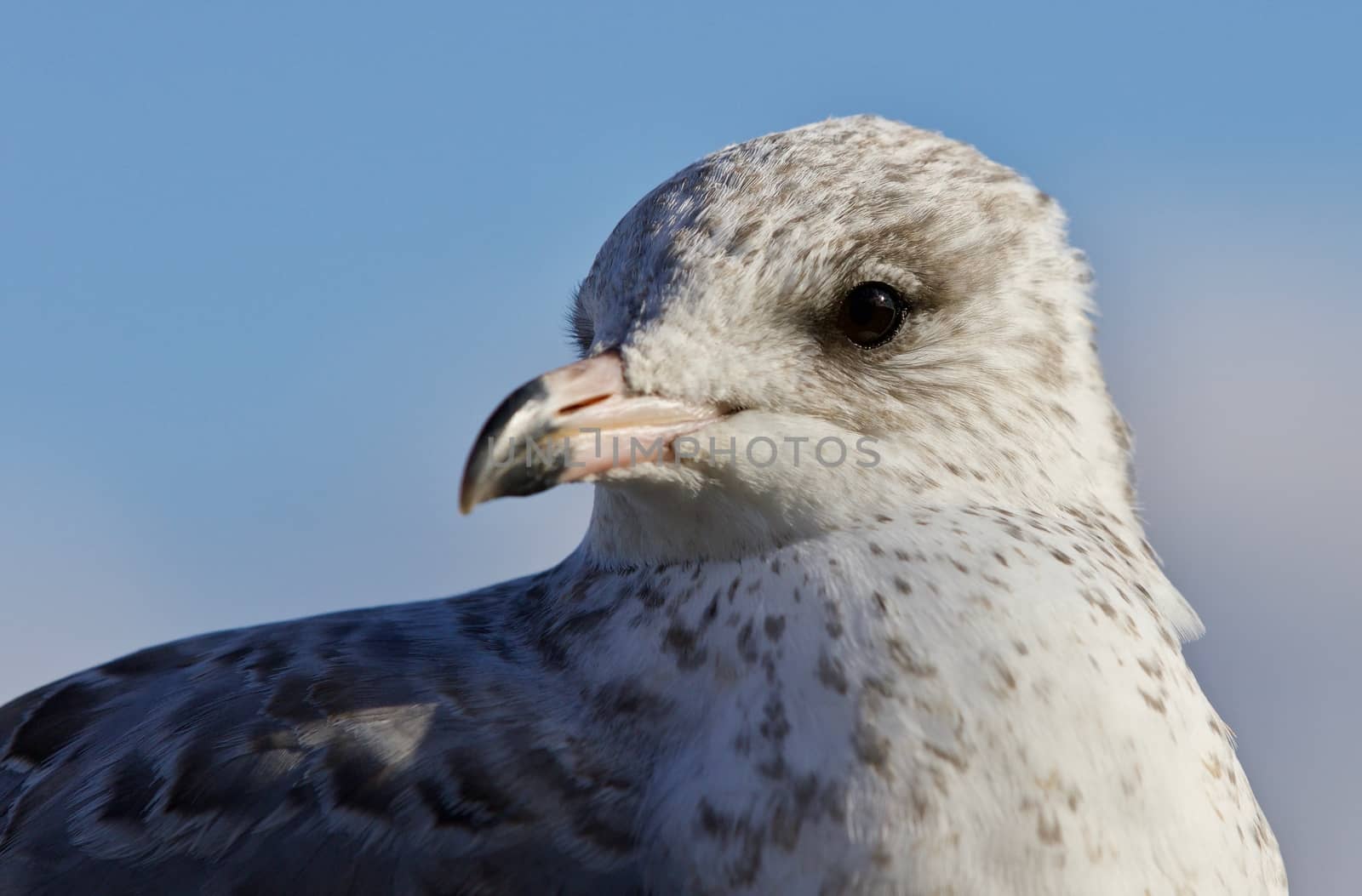 Amazing isolated picture of a cute gull by teo