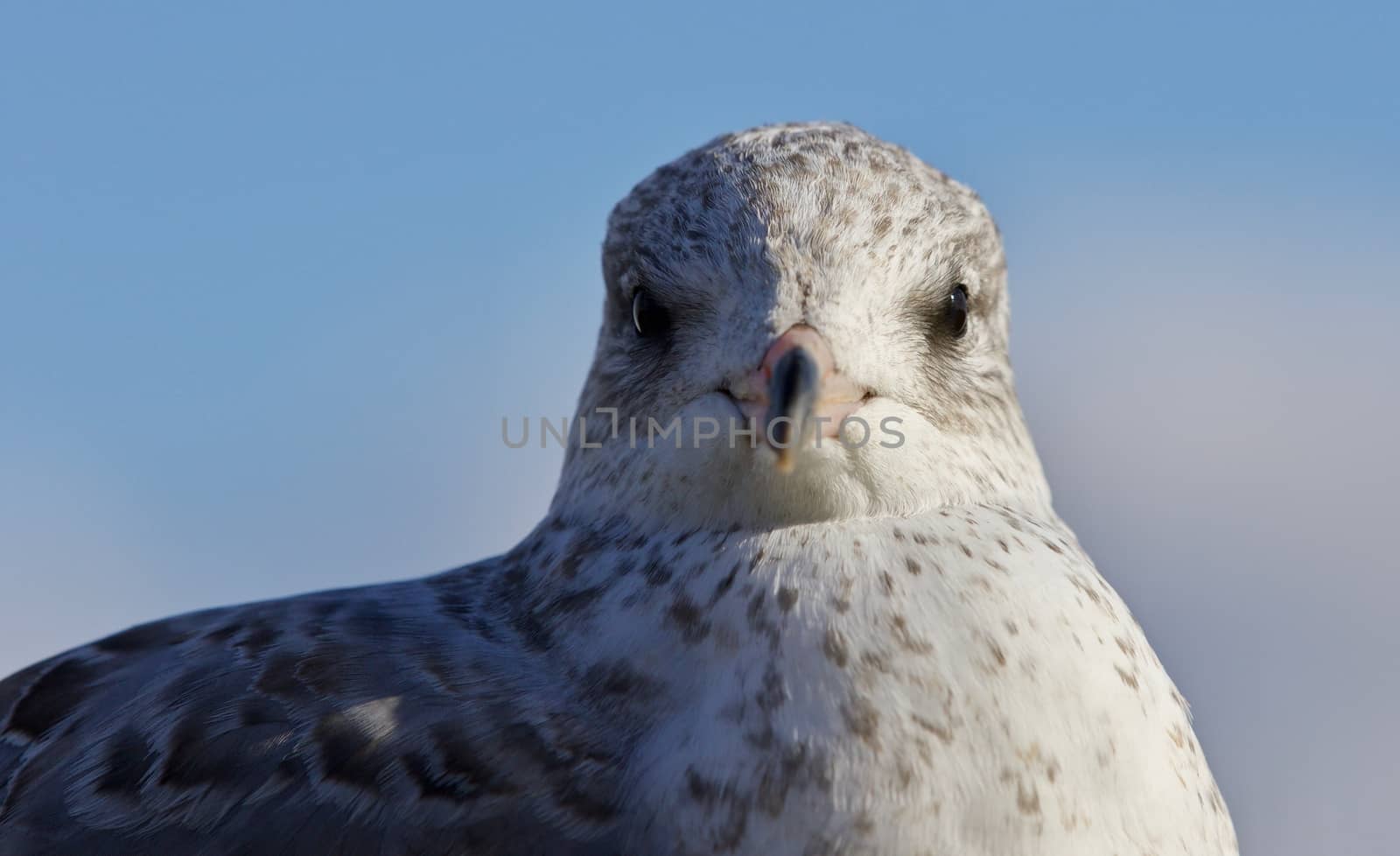 Beautiful isolated image of a cute gull by teo