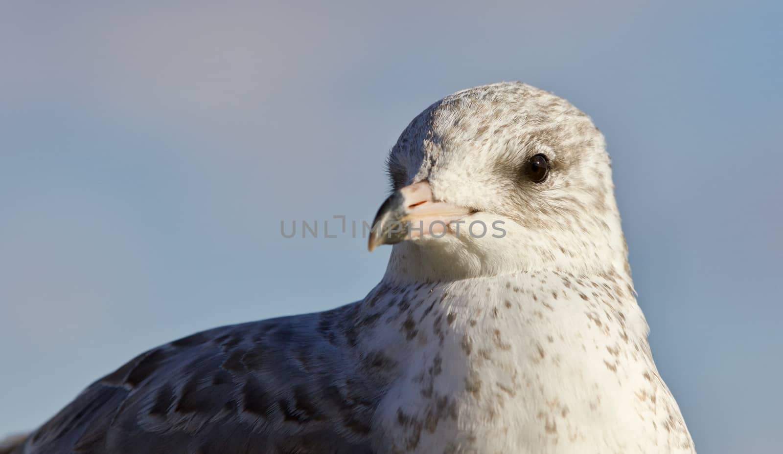 Amazing isolated photo of a beautiful gull by teo