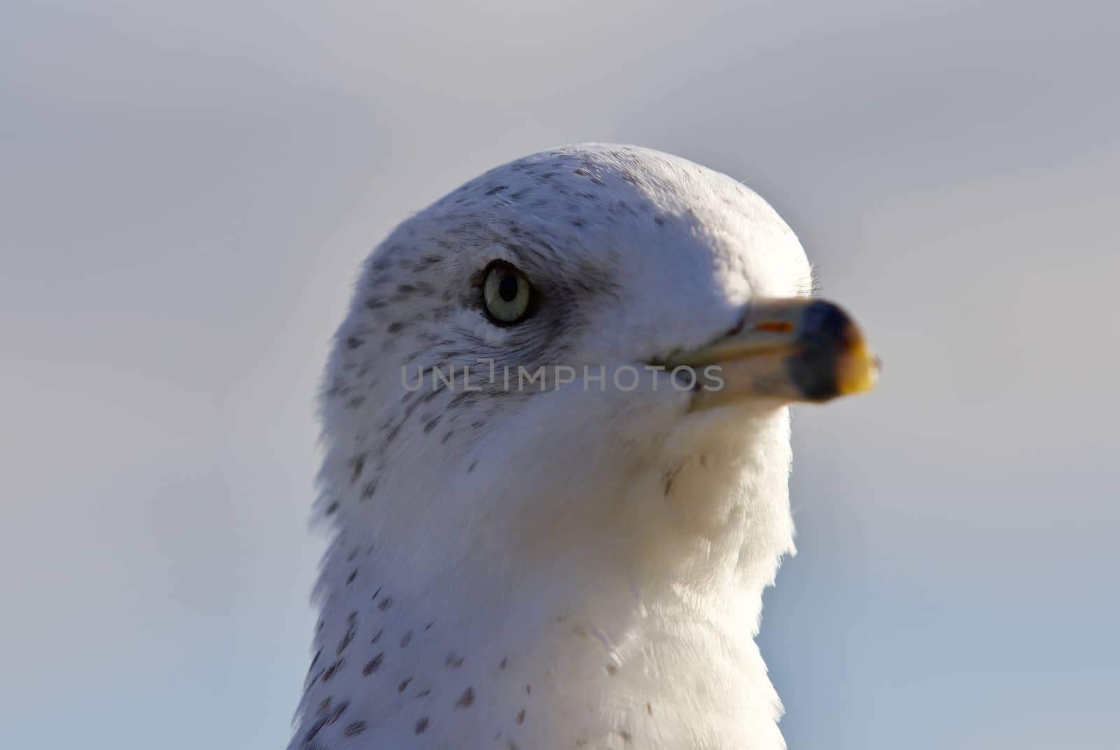 Amazing portrait of a cute beautiful gull by teo