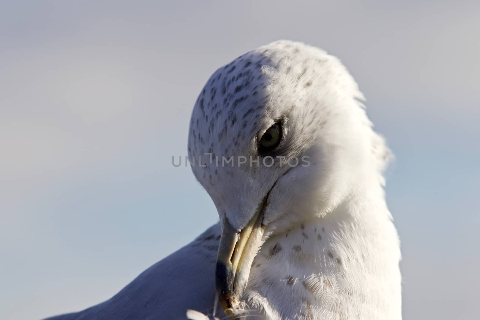 Beautiful isolated picture with a cute gull cleaning feathers by teo