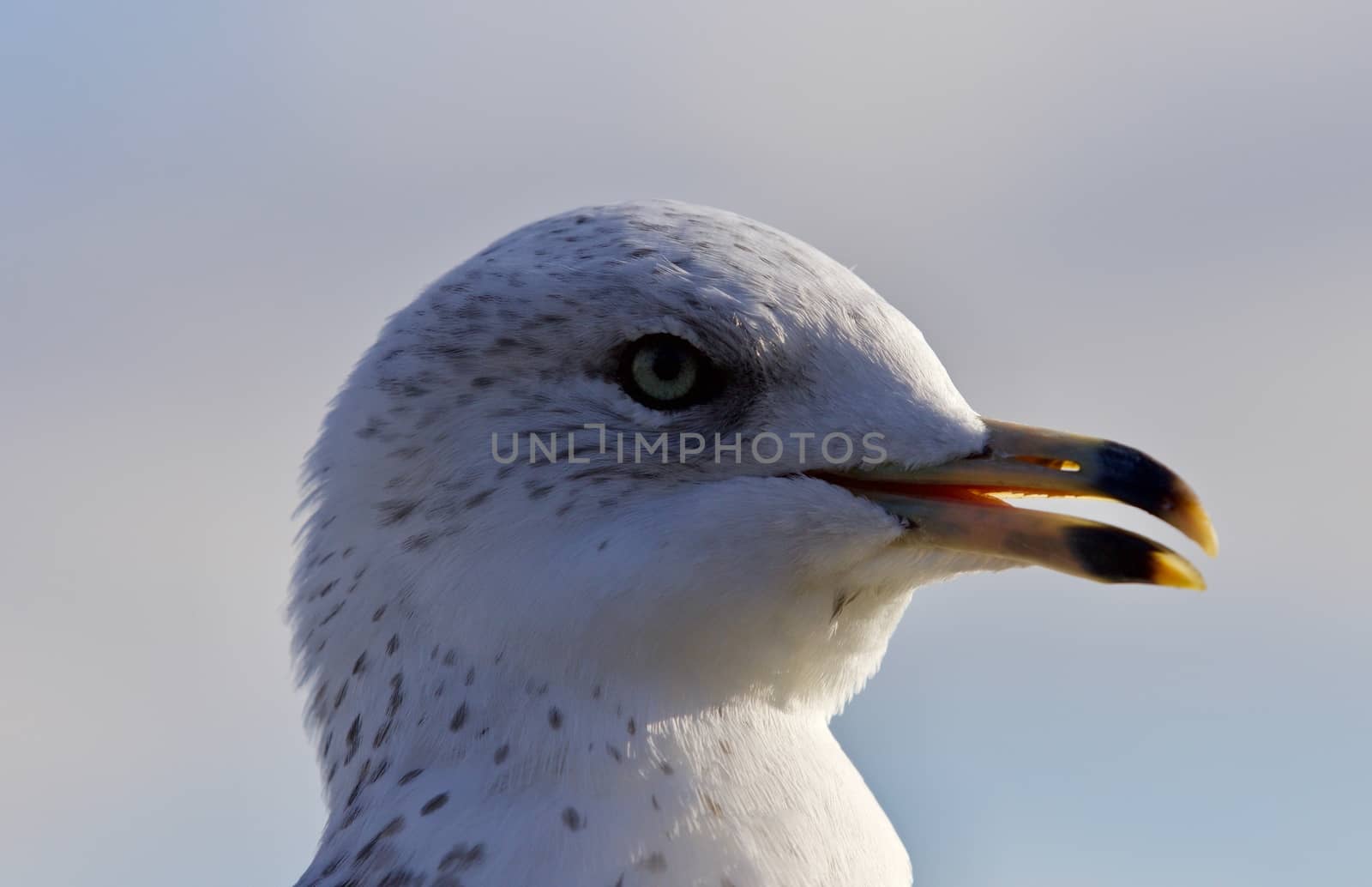 Amazing portrait of a cute beautiful gull with the bick opened by teo