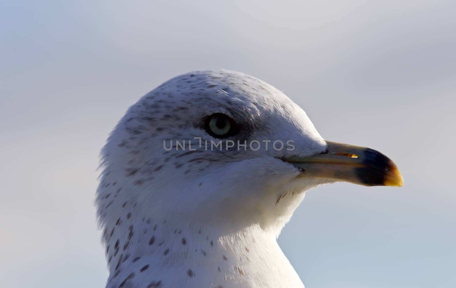 Amazing portrait of a cute beautiful gull by teo
