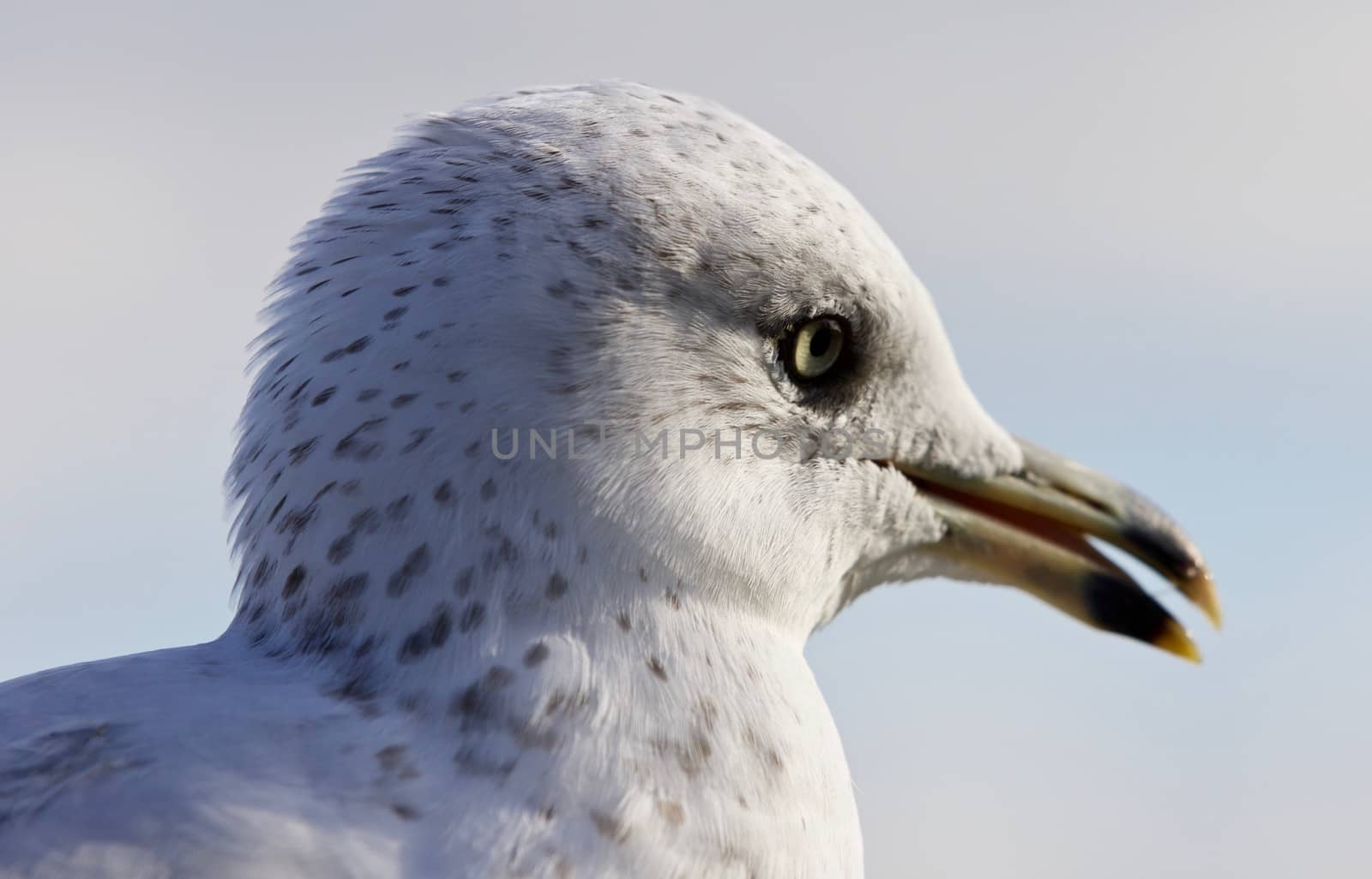 Amazing portrait of a cute beautiful gull with opened bick by teo
