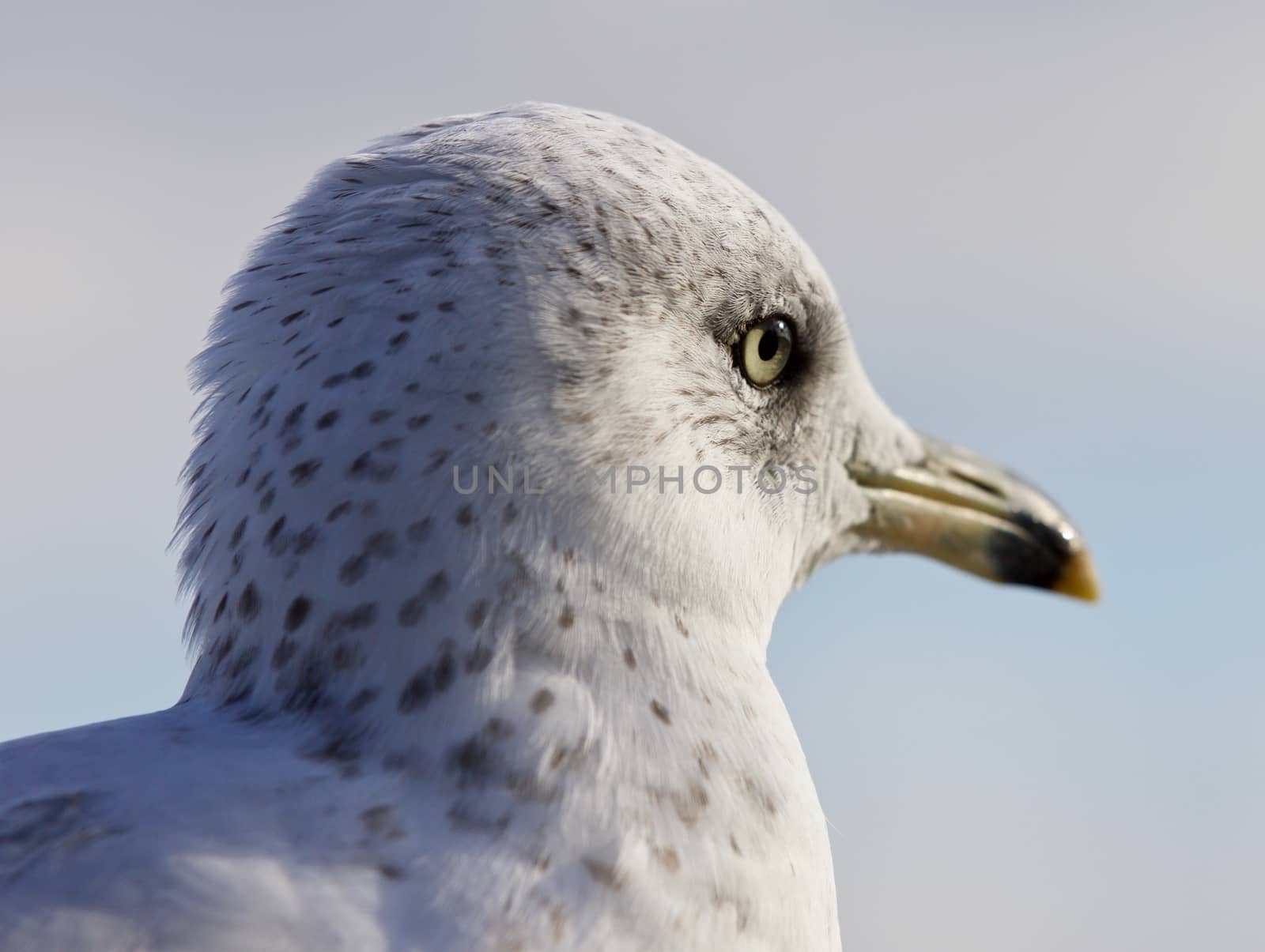 Amazing portrait of a cute beautiful gull looking aside by teo