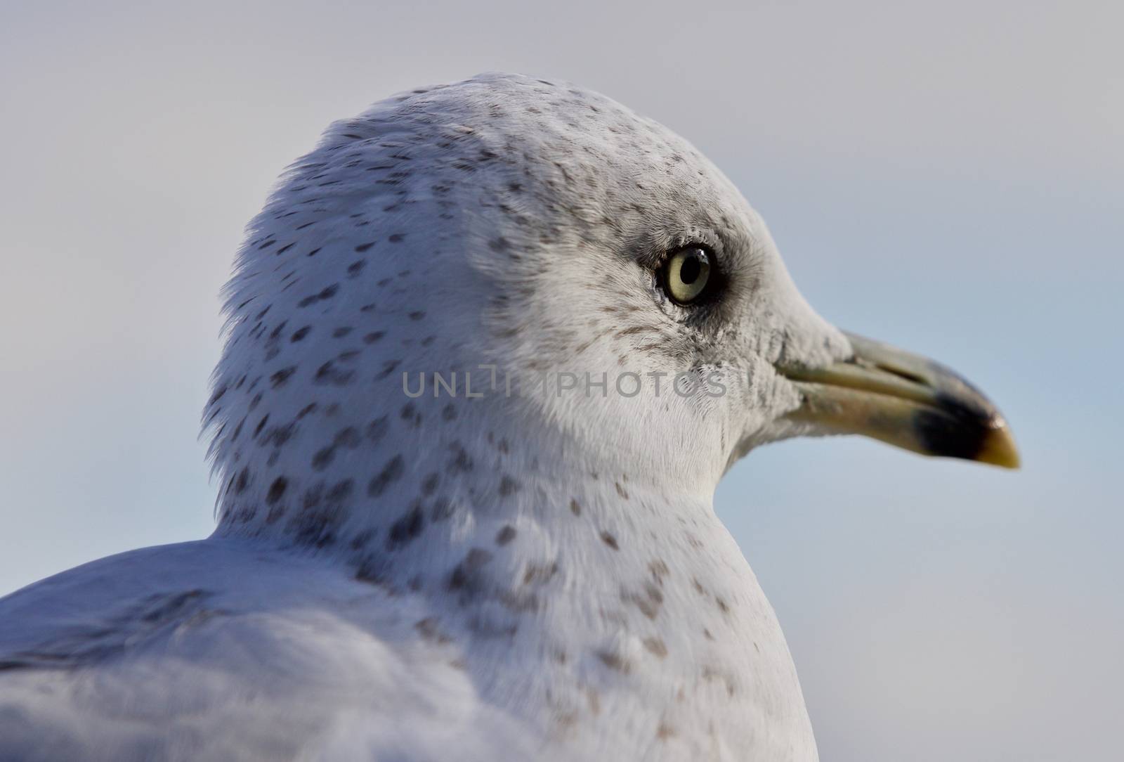 Amazing portrait of a cute calm gull by teo