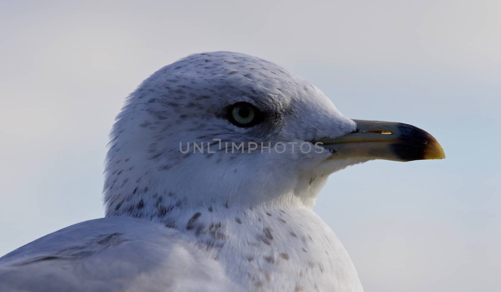 Beautiful portrait of a cute funny gull turning by teo