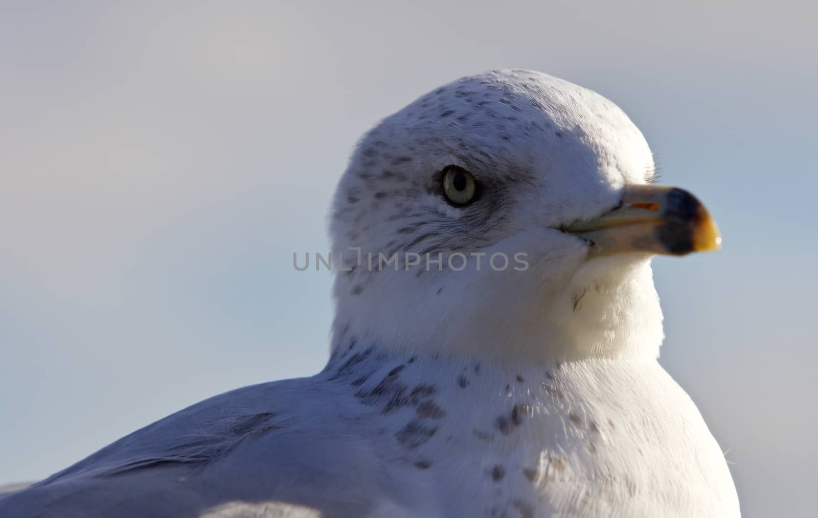 Beautiful isolated photo of a cute funny gull by teo