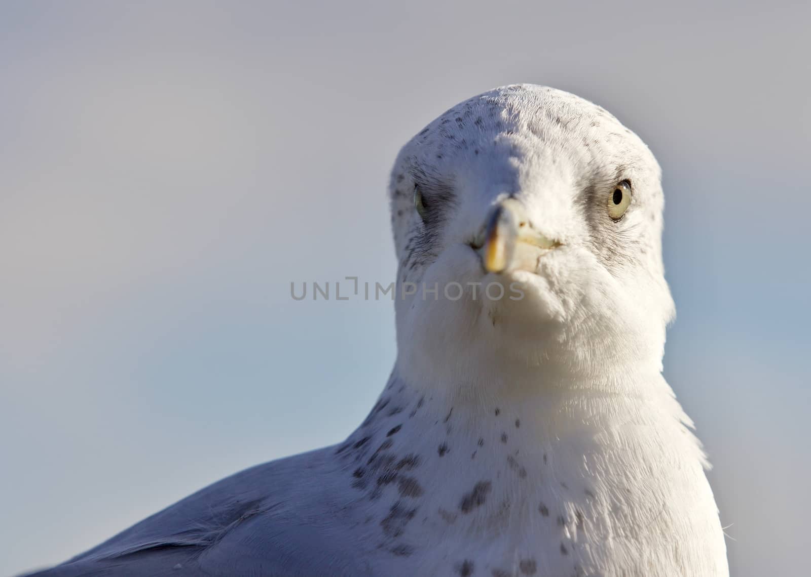 Beautiful portrait of a cute funny gull by teo