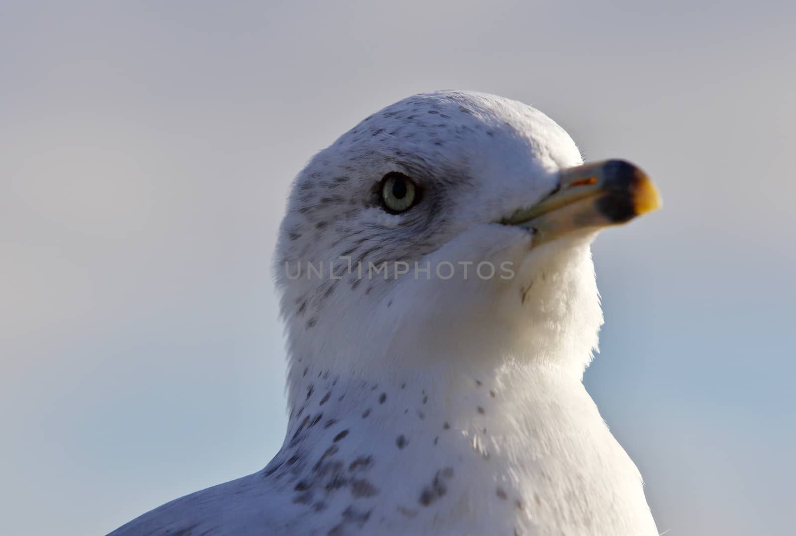 Beautiful isolated picture with a cute funny gull by teo