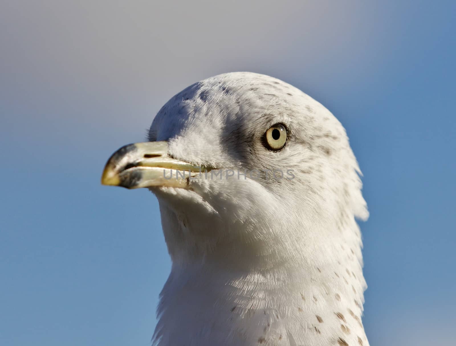 Amazing photo of a cute beautiful gull by teo