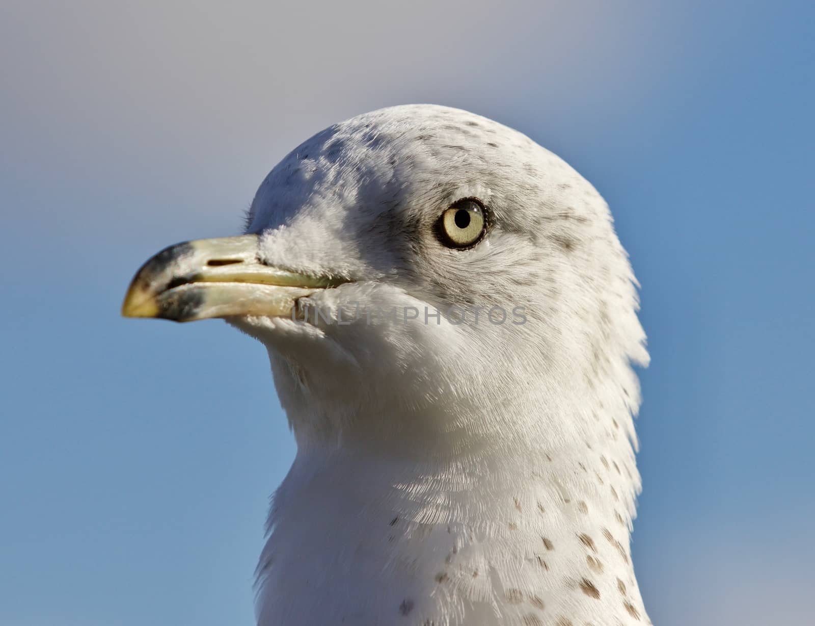 Amazing portrait of a cute calm gull by teo