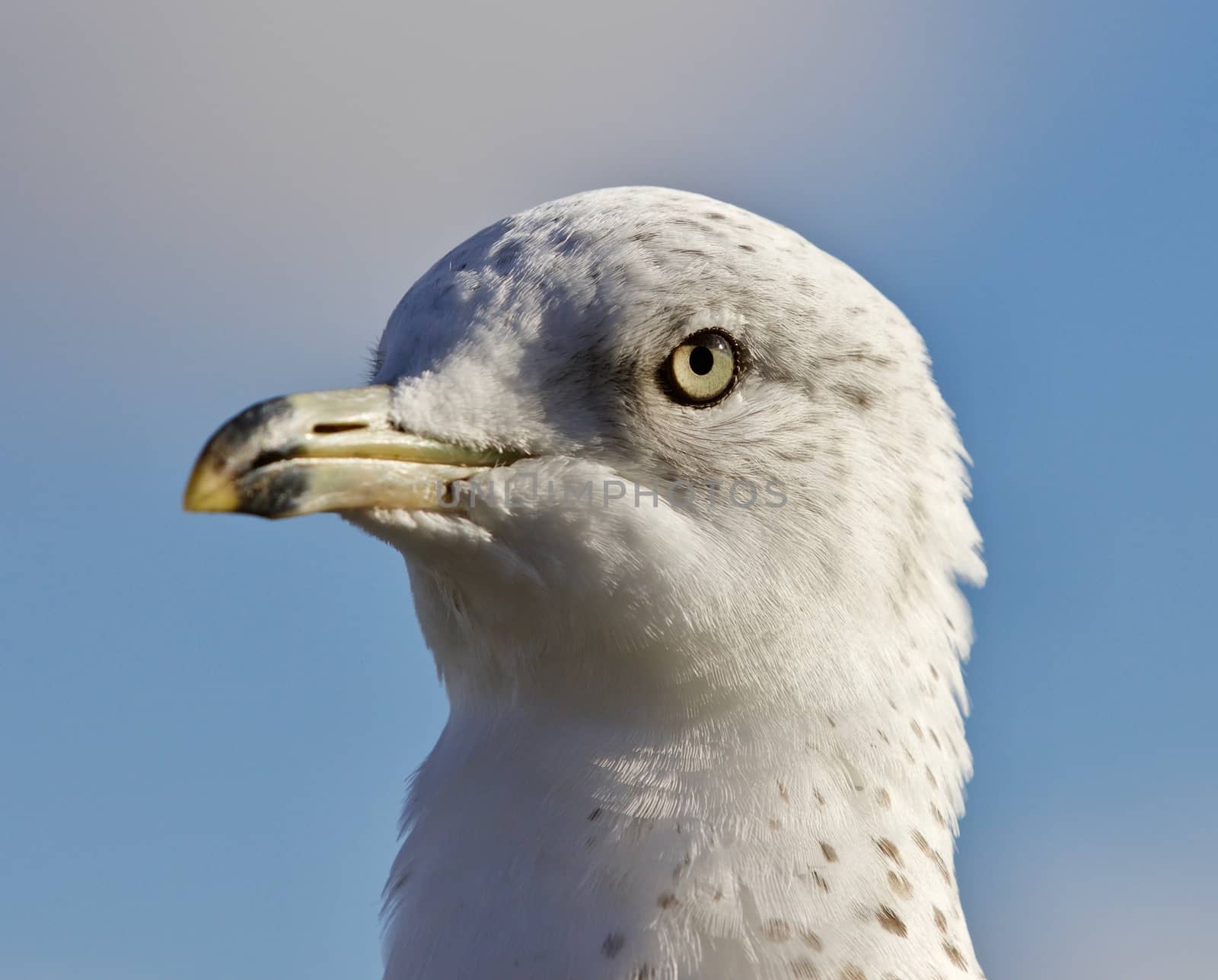 Amazing portrait of a cute beautiful gull by teo