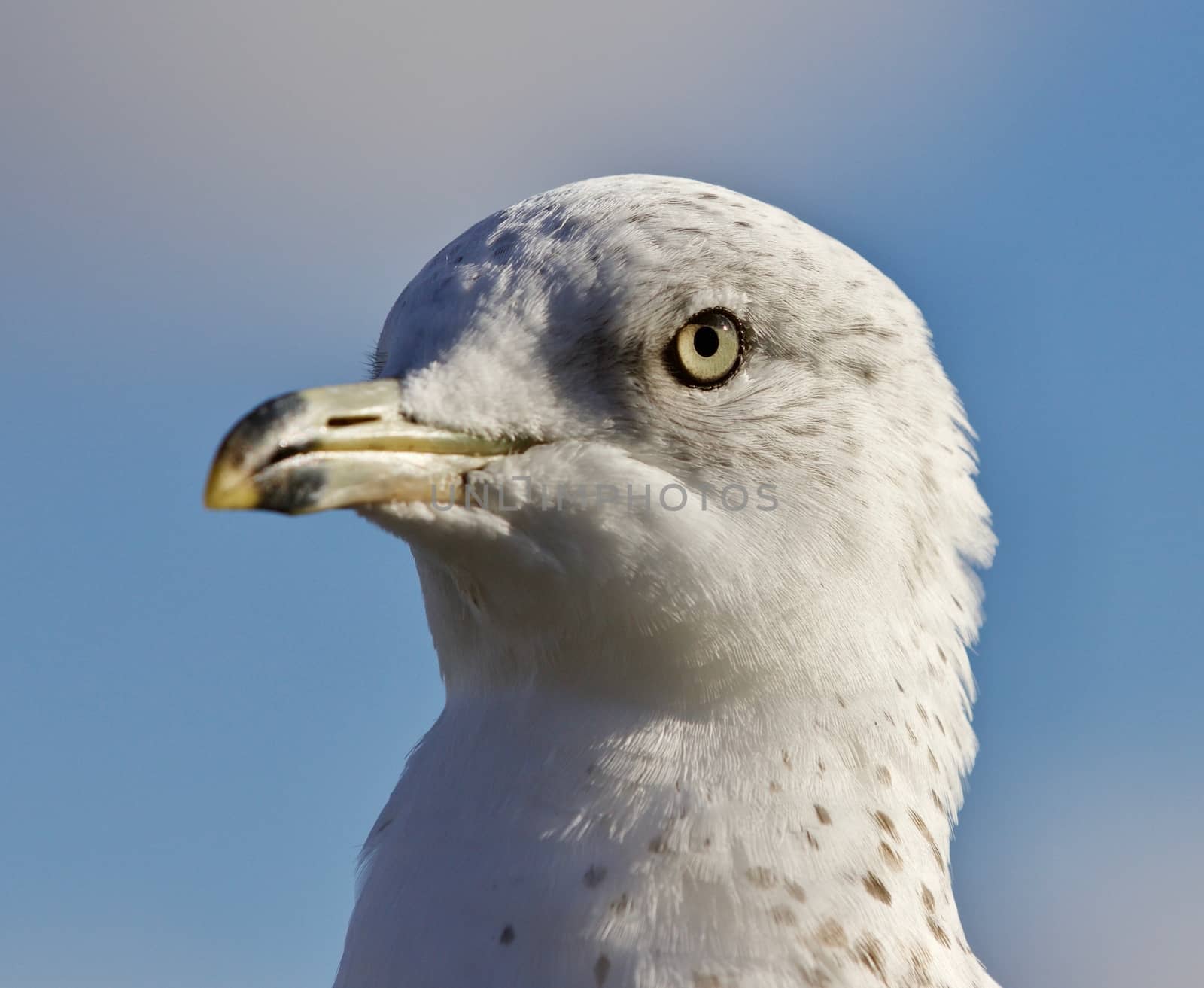 Amazing picture of a cute beautiful gull and a sky by teo