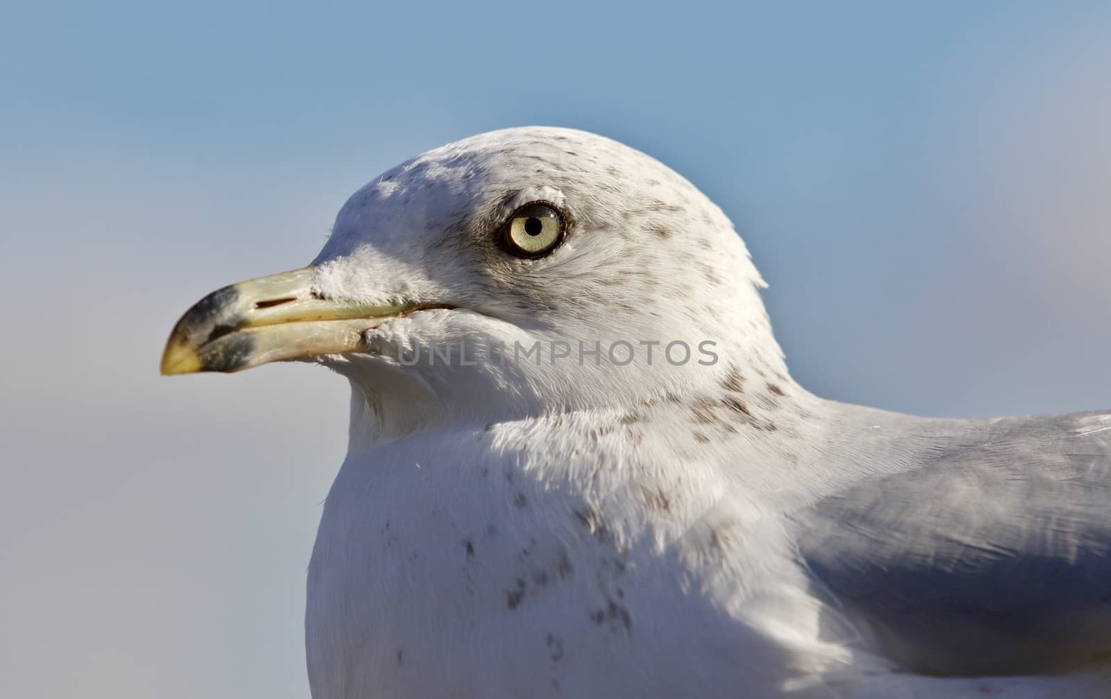 Beautiful isolated image of a gull and a sky by teo