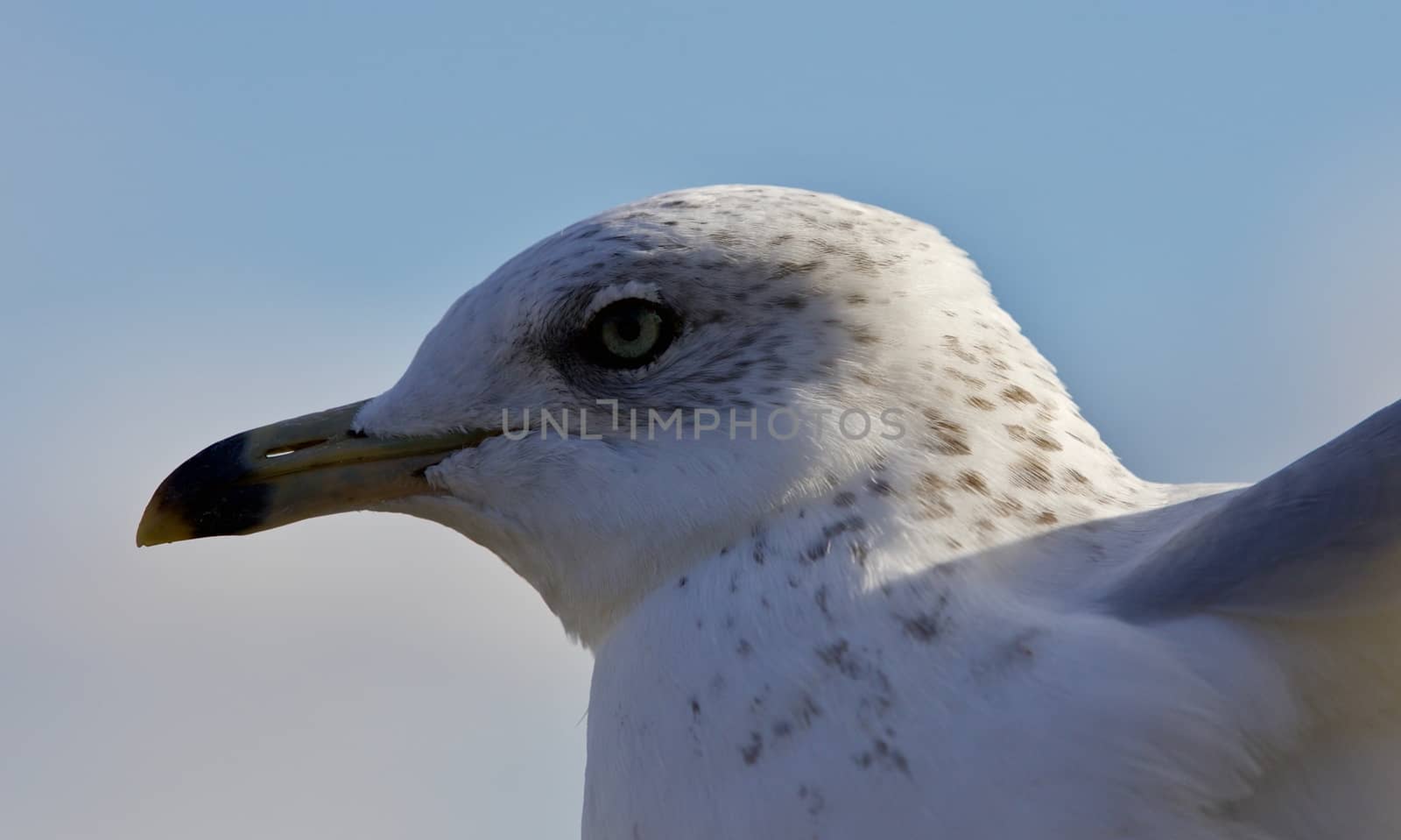 Beautiful isolated image with a cute gull by teo
